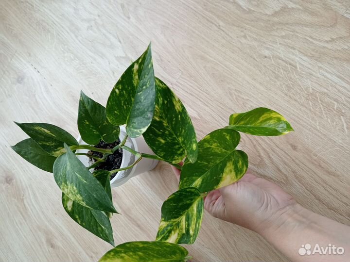 Комнатные цветы эпипремнум