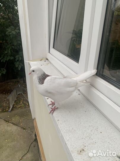 Голубь отдам