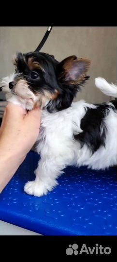 Шикарная бивер миничка