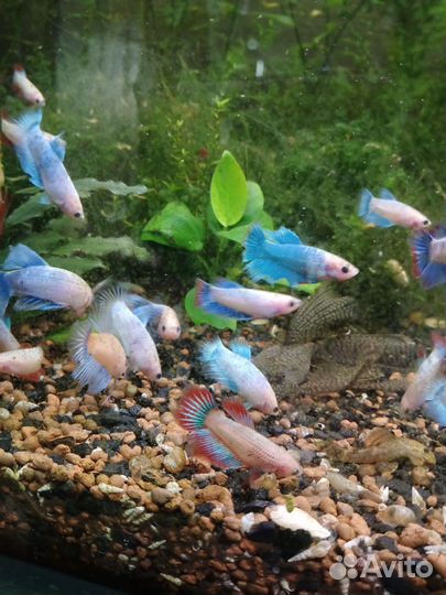 Рыбка петушок