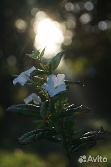Флокс многолетний белый