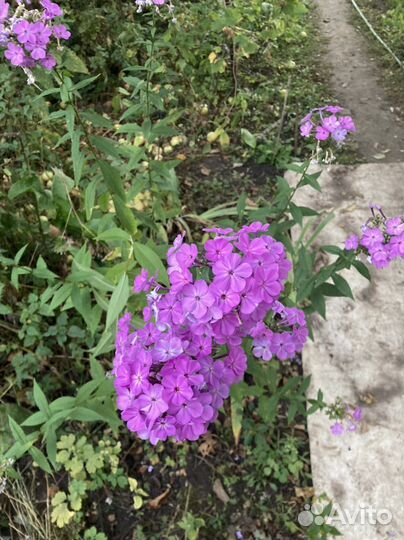 Цветы флоксы многолетние,цветы