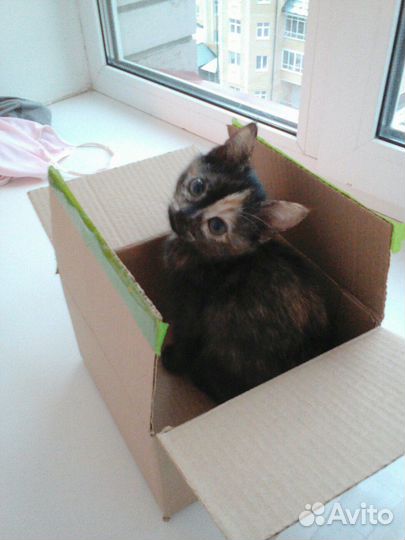 Передержка кошек,грызунов, и пернатых