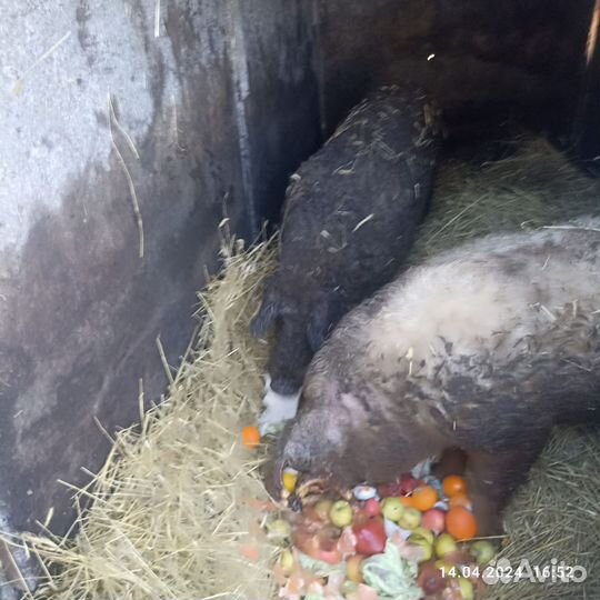 Свиньи живым весом,мясом