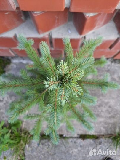 Голубая ель, кедр, хоста, подснежник красный