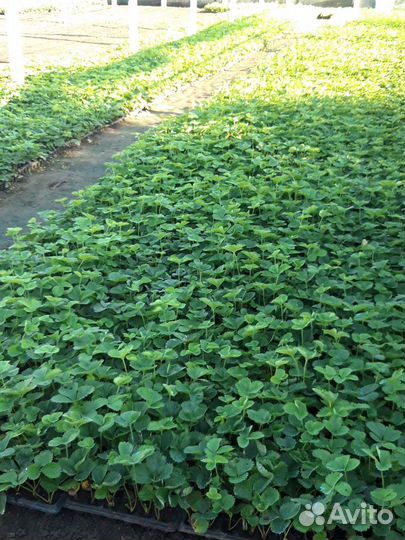 Рассада клубники клери