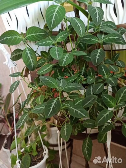 Комнатные цветы: Руэллия, клеродендрум, пилея