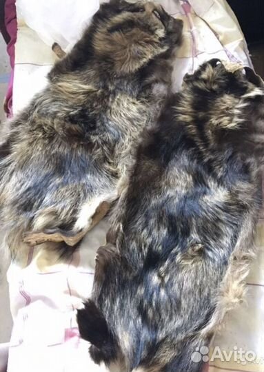 Шкуры енота