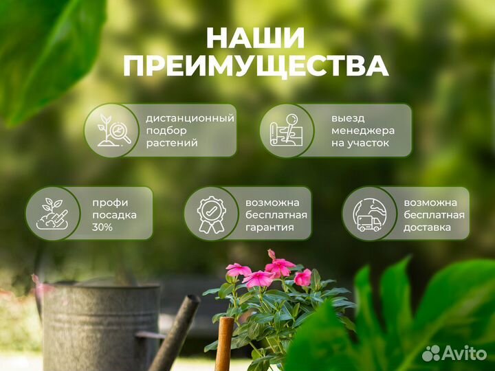 Питомник растений. Туи, кустарники, хвойные и тд