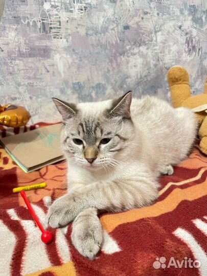 Сиамский кот