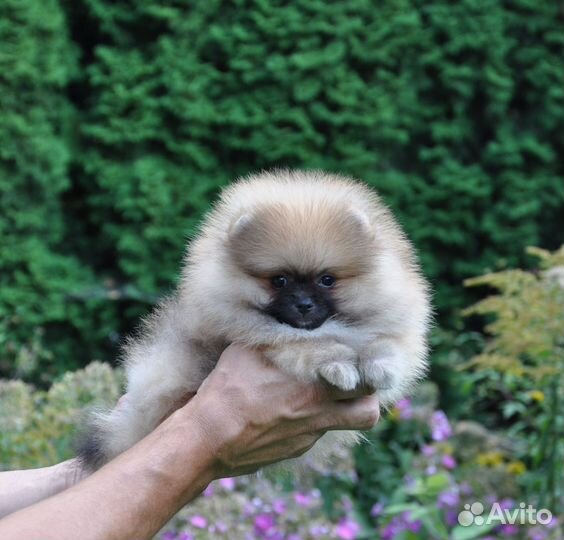 Померанский шпиц мини тип мишка мальчик