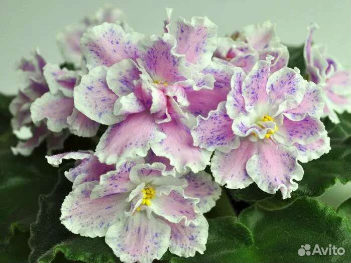 Фиалки набор №2 из 7 деток разных сортов