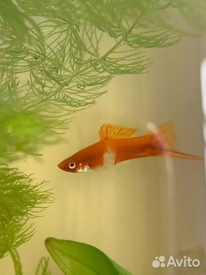 Рыбки меченосцы бело-оранжевые