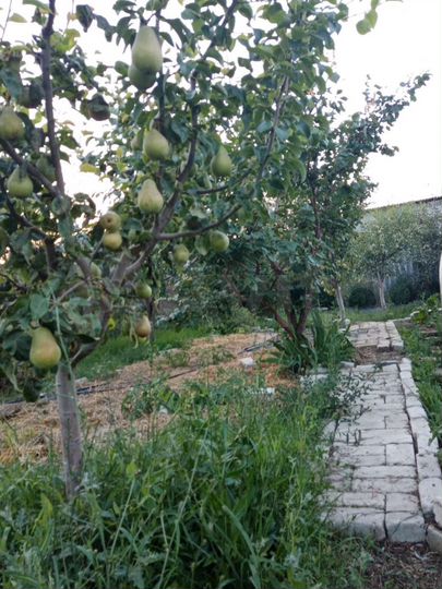 Дом 76,7 м² на участке 7,8 сот.