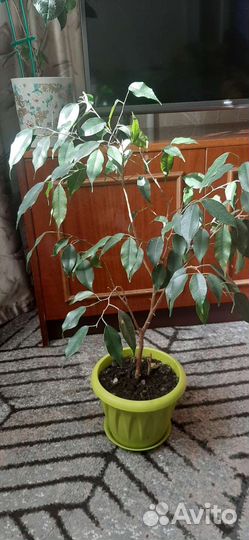 Фикус Бенджамина