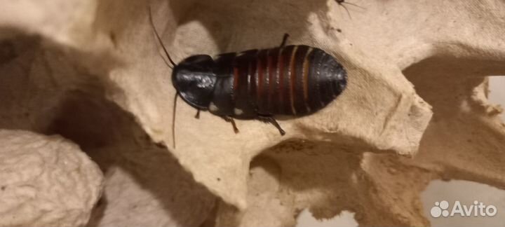 Мадагаскарский таракан