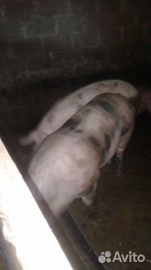 Мясо свинина