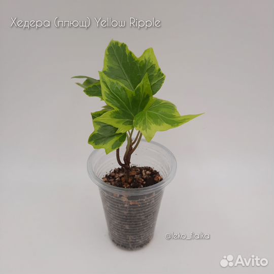 Плющ хедера Yellow Ripple