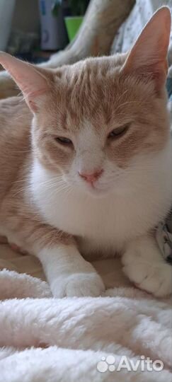 Котик Дон Жуан