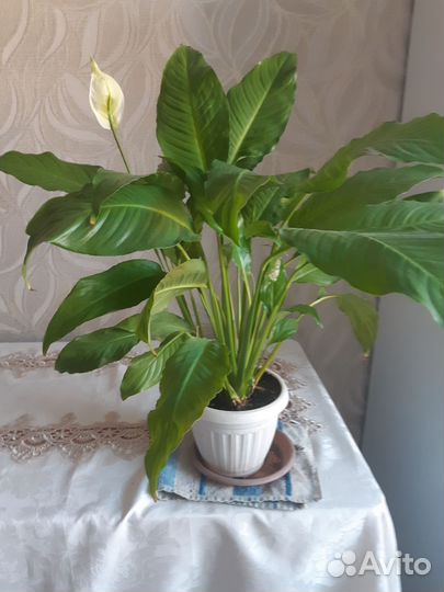 Комнатные цветы