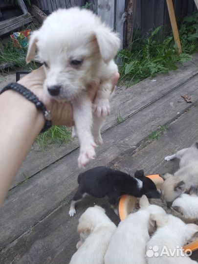 Щенята от маленькой собаки