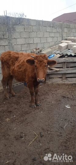 Продается скот