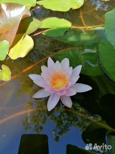 Нимфеи для пруда