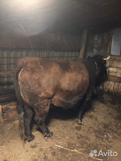 Корова на мясо