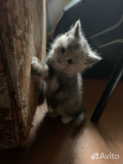 Отдам котят в добрые руки