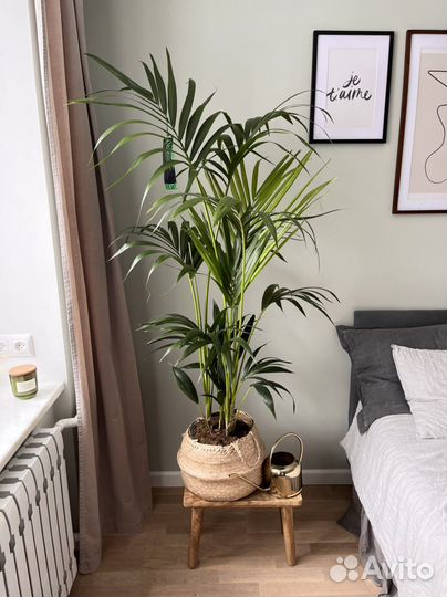 Теневыносливая пальма ховея 150 см