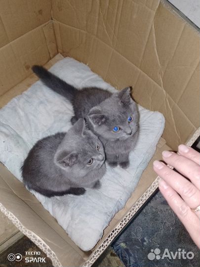 Британская