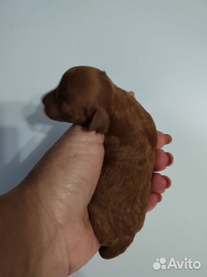 Той-пудель ред braun щенки