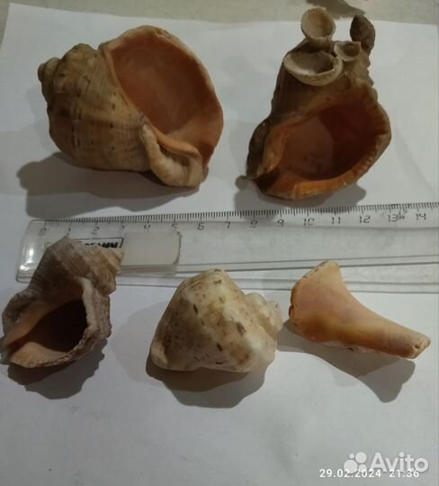 Набор морских раковин за всё