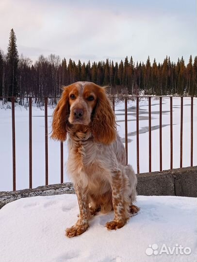 Русский охотничий спаниель вязка