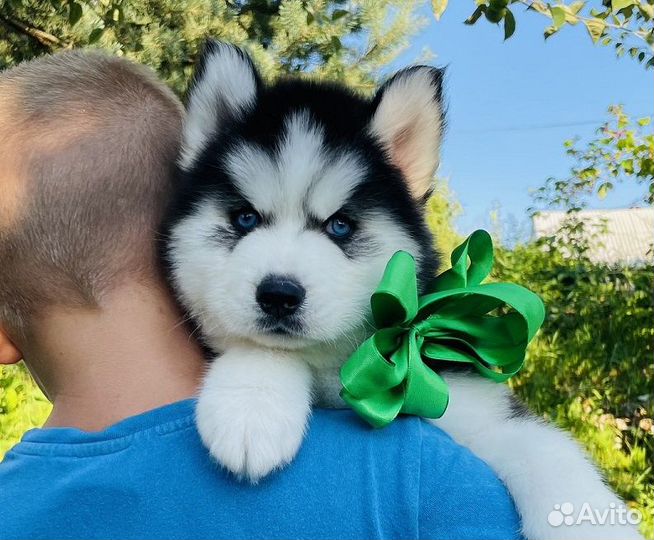 Самыыыыыеееееотборные Щеночки Хаски для Вас )