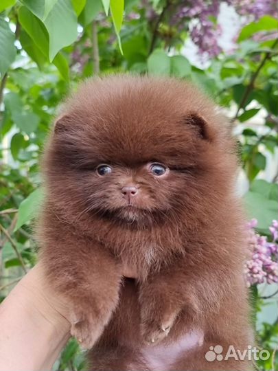 Щенок мини мишка