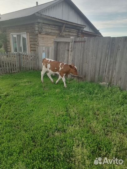 Корова дойная с теленком