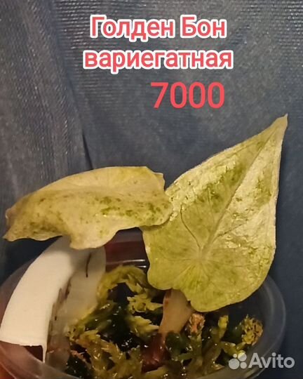 Редкие алоказии. Клубни 1