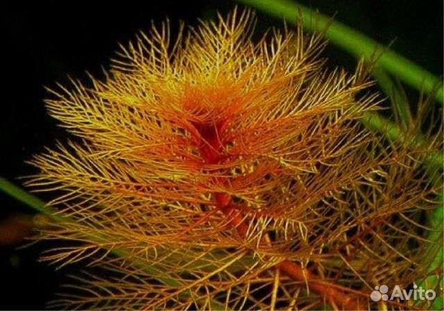 Перестолистник красностебельный