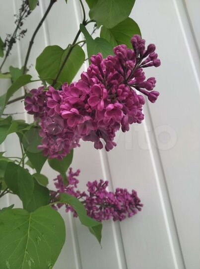 Дом 76,8 м² на участке 6 сот.