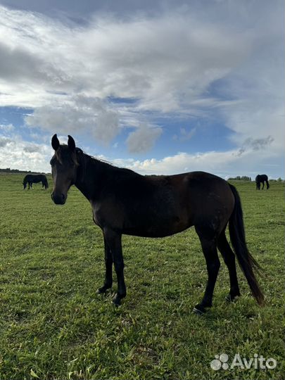 Кобыла поникласс