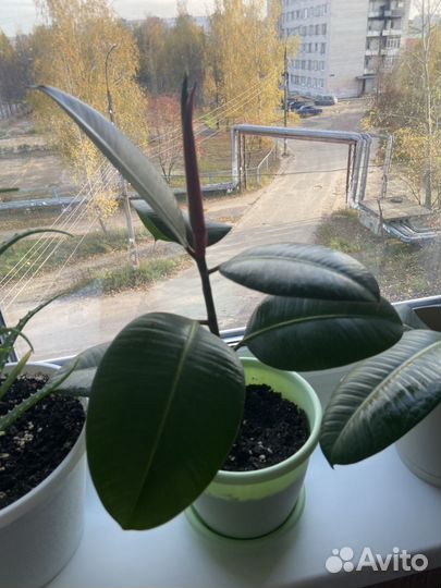 Фикус каучуковая эластика