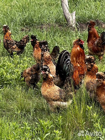 Инкубационное яйцо