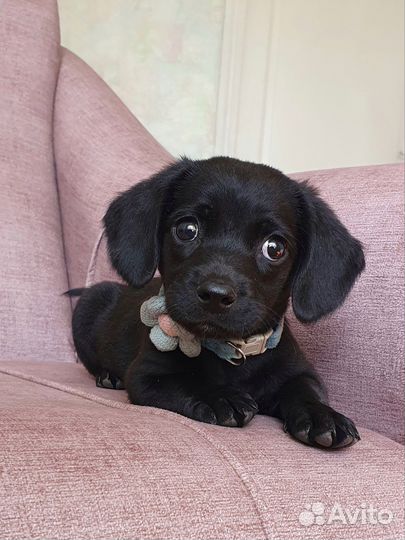 Малыш Чарли из приюта