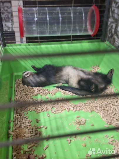 Продаётся хорек