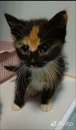 Котенок (кошека) трехцветка