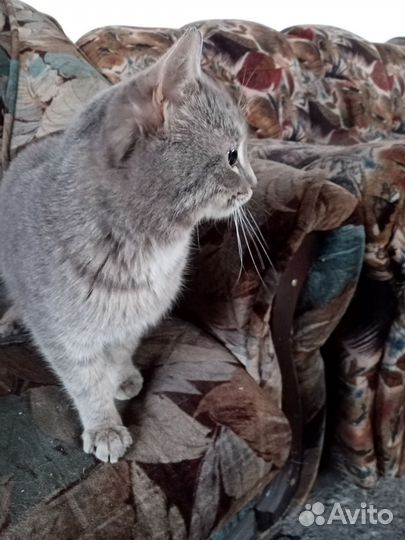 Котик в добрые руки