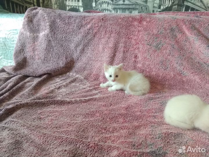 Ангорские котята