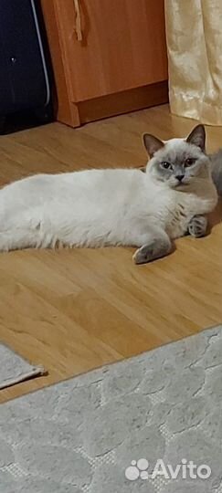 Шотландская кошка бесплатно