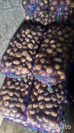 Картофель гала